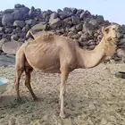 سلام عليكم ناقه عشرا مجموع بالحليب ومشروطه شرط تعبي السطل