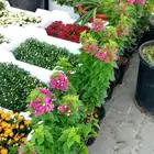 تنسيق حدائق