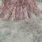 زراعه ومعدادت