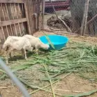 السلام عليكم ورحمه الله وبركاته للبيع رخيل