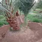 جميع انواع النخيل