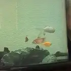 حوض سمك معه طاولة د بجميع ملحقاتها مساحة حوض كبيرة