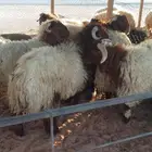 ذبايح طليان حري و نعيم