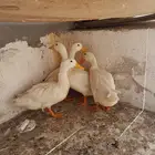 4 بطات للبيع