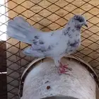 للبيع حمام هجين رقاص المجارده