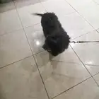كلب للبيع