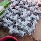 تمور حائل الفاخره
