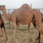 للبيع خلفه منيحه هديه تحتها قعود