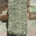 ( تم البيع ) برسيم عود خشن