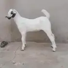 مشروع بيشي أكحل فاخر