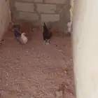 دجاج للبيع