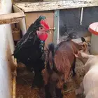 دجاج