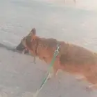سيتم بيع هذا الكلب. إنه كلب بوليسي.