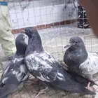 ثلاث طبات رام بوري وطبتين قطيفي