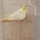 انثي كروان اللتنيو