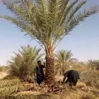 نخل واشنطني نخل مثمر صقعي هلالي ونانه اخلاص سكري برحي غر سلج