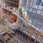 كروان للبيع جوز