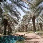 خرافين نخيل  خبره قديمه وجيدين وثقه في اي مكان في المملكة