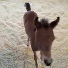 يوجد سايس خيل ذو خبره