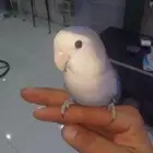 روز اليف