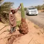 نخل البيع وقلع وغرس وتركيب شبوك