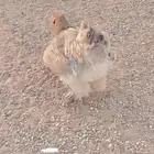دجاج بلدي للبيع