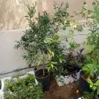 تنسيق حدائق