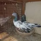 حمام باكستاني