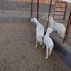 للبيع 3ضان تحتها خروف ضان صنف شعره وجرم وطرف