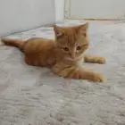ذكر قط للبيع