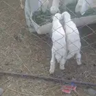 نعجة والد معھا 2