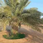 نقايل خضري مثمر للبيع طول متر الى مترين ونص