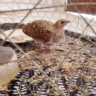 للبيع قطاء