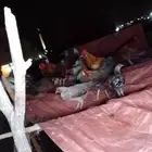 دجاج بلدي وديكه بلدي للبيع مشروط