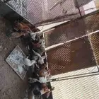 صيصان للبيع