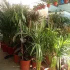 تنسيق حدائق
