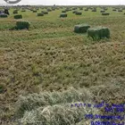 رودس ناعم صافي رشاش جديد من شركه السنبله للاعلاف