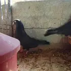 حمام باكستاني رام للبيع اسود