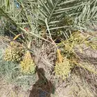 نخيل للبيع جميع النواع