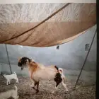 تيس بيشي فحل