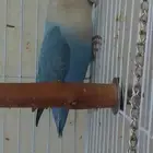 روز منتج