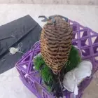 للبيع طير شب