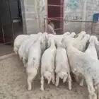 خرفان نظيفة وسمينة فل