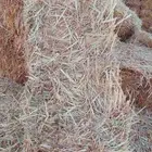 ذره جيزانيه إنتاج 2024