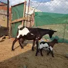 3معزا يتبعها 3 الحد 1100