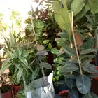 تنسيق حدايق