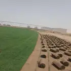 مسطحات خضراء