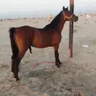 للبيع خيل جزيري شعبي