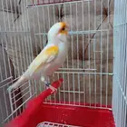 ذكر كناري موزاييك ( تم البيع)