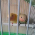 2 love birds for sale